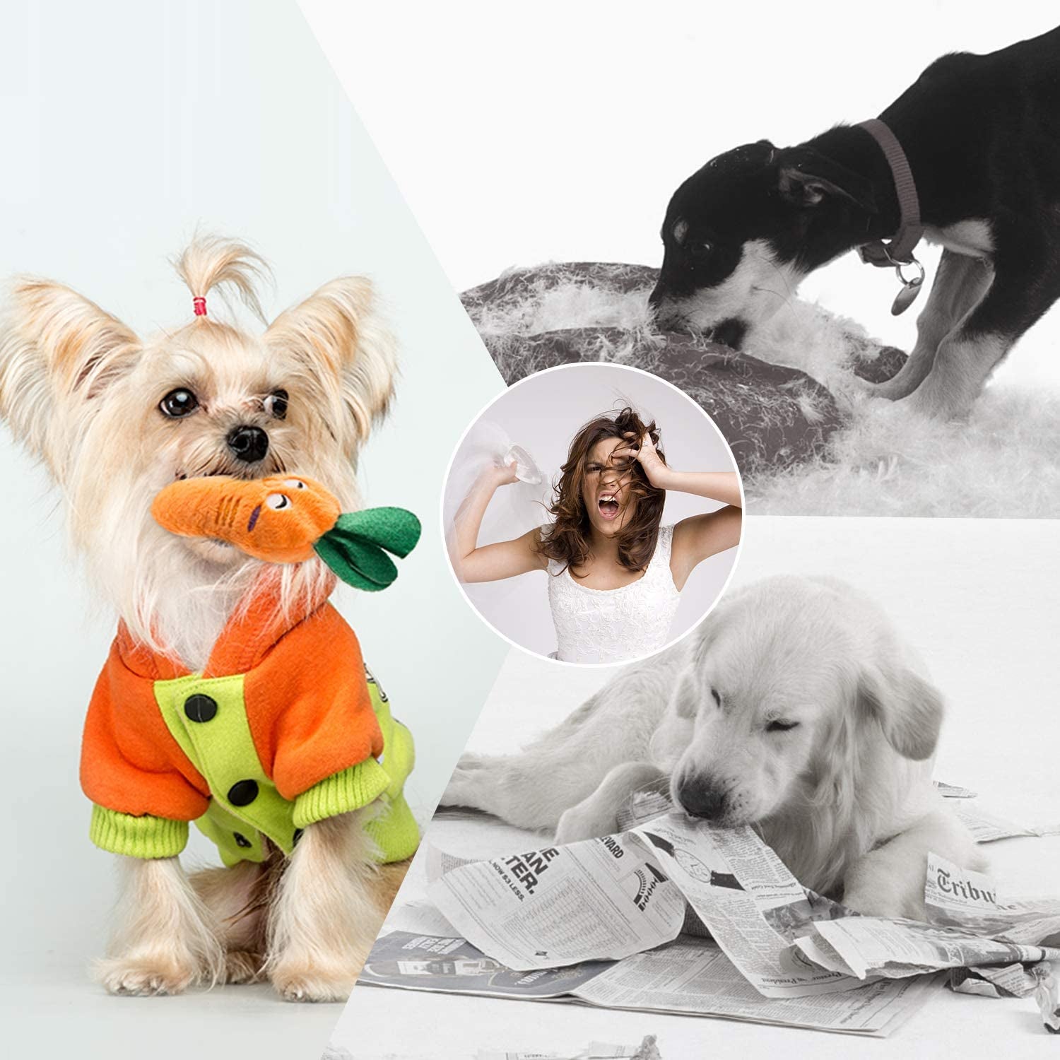 12 Adorable Plush Squeaky Toys for Your Small to Medium Pup – Comes with a Handy Carrying Bag! 🐾🎉