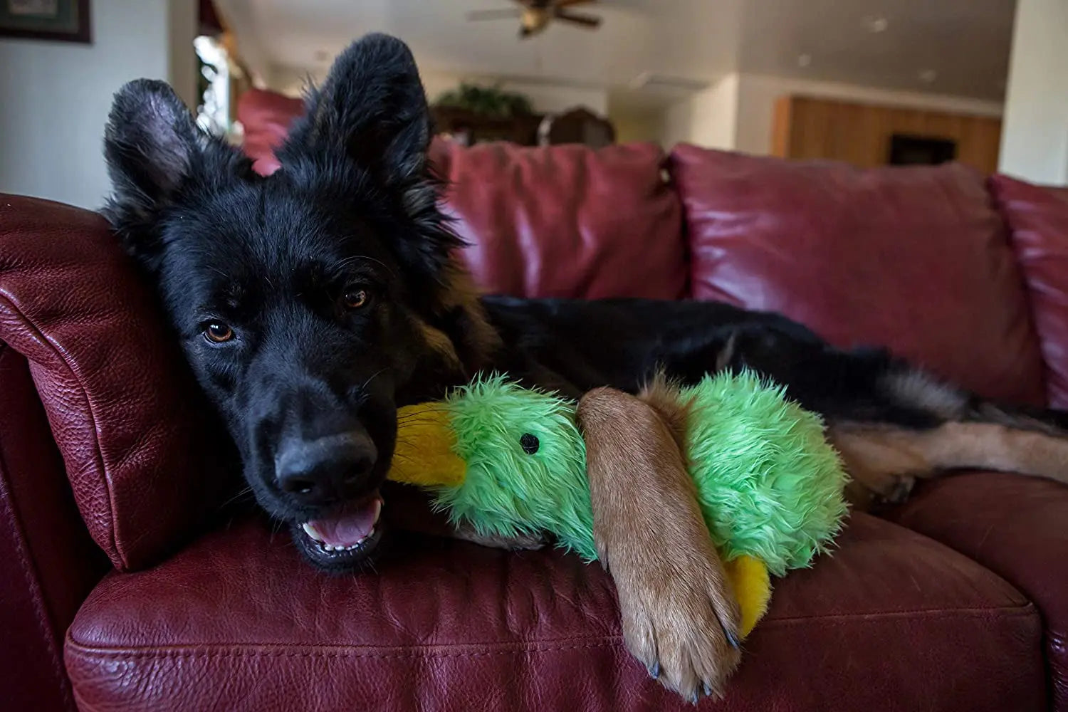 Snuggle Up with Duckworth the Plush Duck Dog Toy! 🦆✨ Perfect for Playtime! 🎉🐾 #DogLovers #PetToys