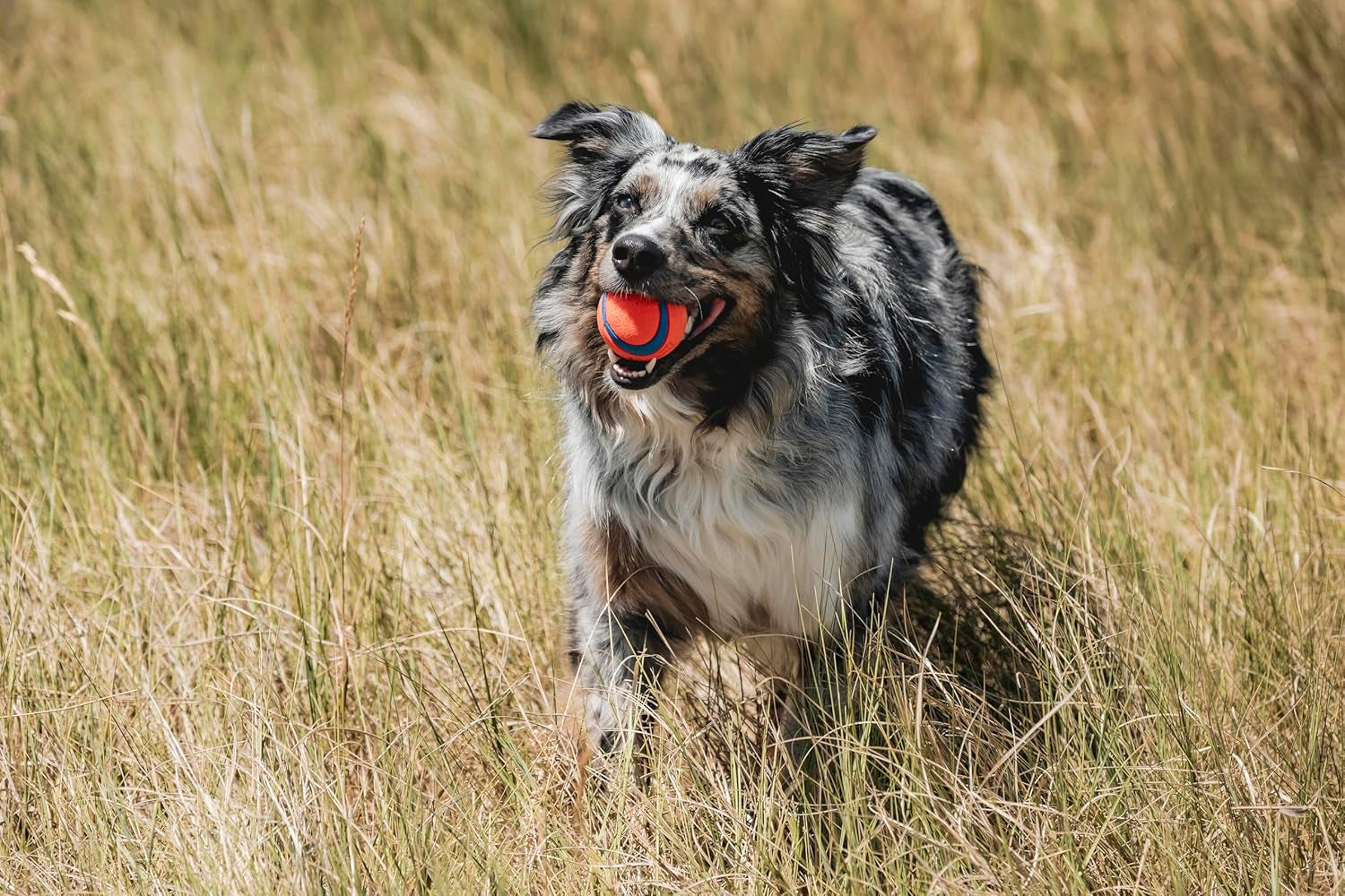 Ultra Ball Dog Toy, Medium (2.5 Inch Diameter) Pack of 1, for Breeds 20-60 Lbs