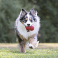 Classic Stuffable Dog Toy - Fetch & Chew Toy for Dogs - Treat-Filling Capabilities & Erratic Bounce for Extended Play Time - Durable Natural Rubber Material - for Xx-Large Dogs