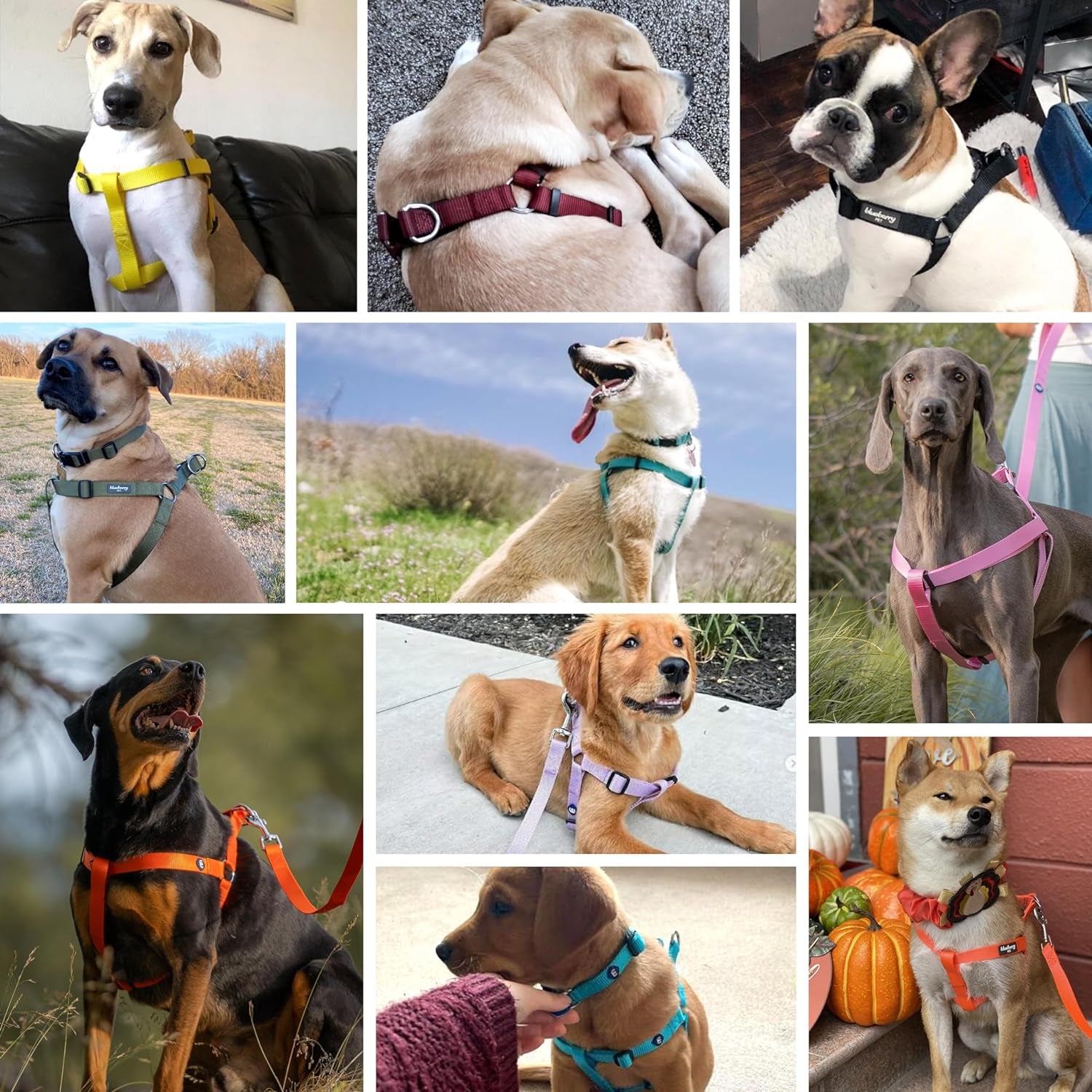Upgrade your pup's style with our Lavender Step-In Dog Harness! Perfect fit for medium dogs with a chest girth of 20"-26". Adjustable & durable for all adventures! 🐾💜