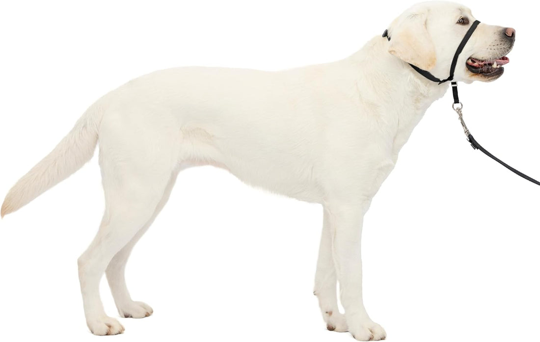 Say goodbye to pulling! 🐾 Discover the Gentle Leader No-Pull Headcollar – lightweight, breathable, and designed for comfort. Perfect for easy walks with your furry friend! 🐶✨